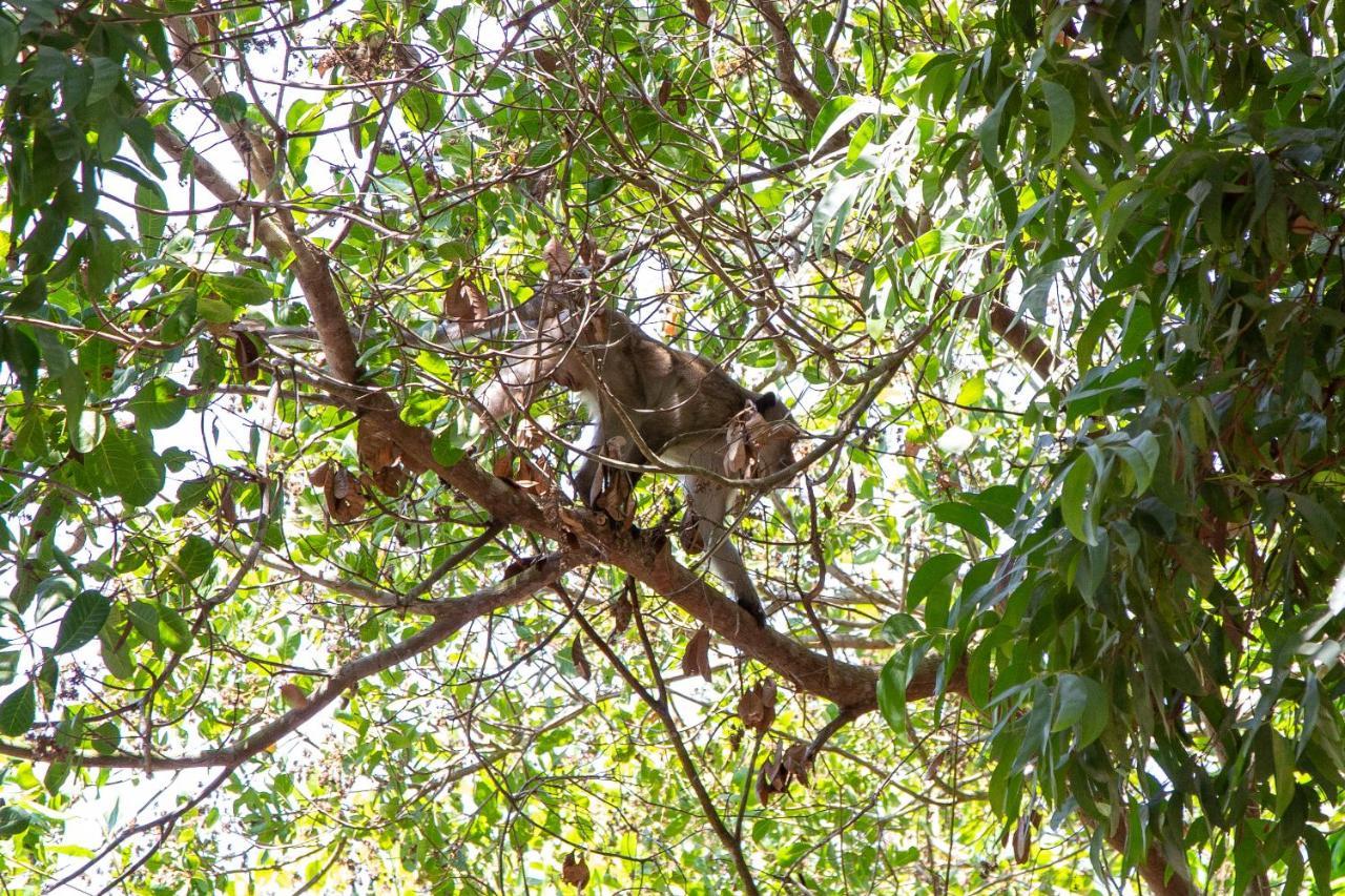 Frog Garden Hut Hotel Koh Phayam Eksteriør billede